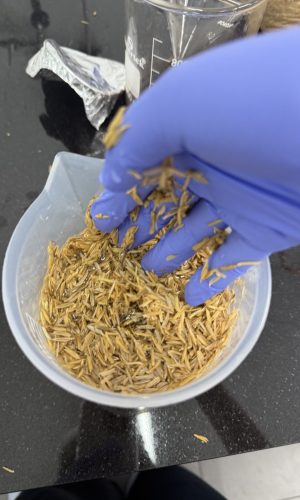 5-Rice Husk Biochar